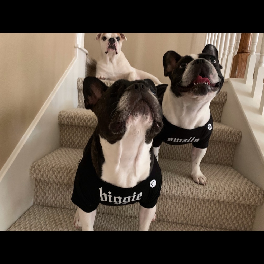 Biggie dog shirt